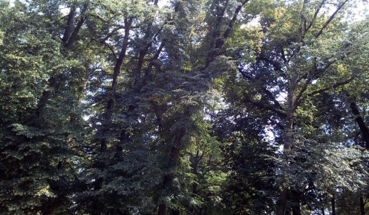 3. fotografia fotogalérie Projekty / Obnova NKP - Revitalizácia parku 2020 - foto