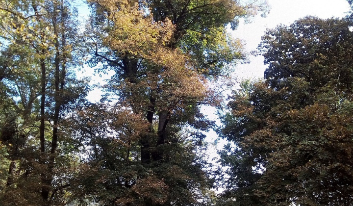 3. fotografia fotogalérie Projekty / Obnova NKP - Revitalizácia parku 2021 - foto