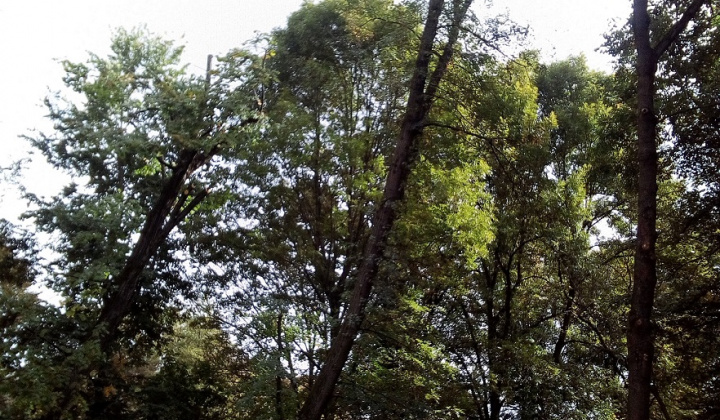 4. fotografia fotogalérie Projekty / Obnova NKP - Revitalizácia parku 2021 - foto